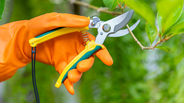Hand in an orange rubber glove holding shears