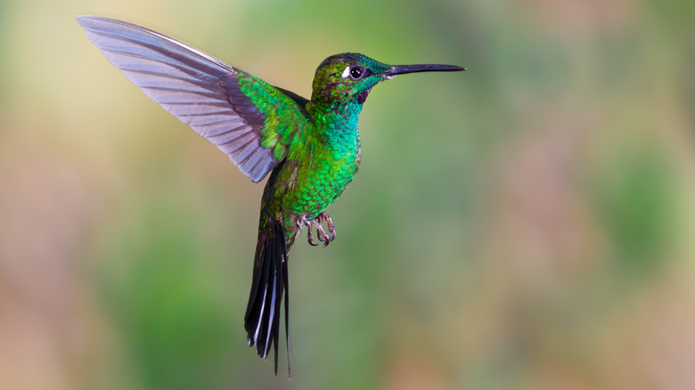 Hummingbird flying in air