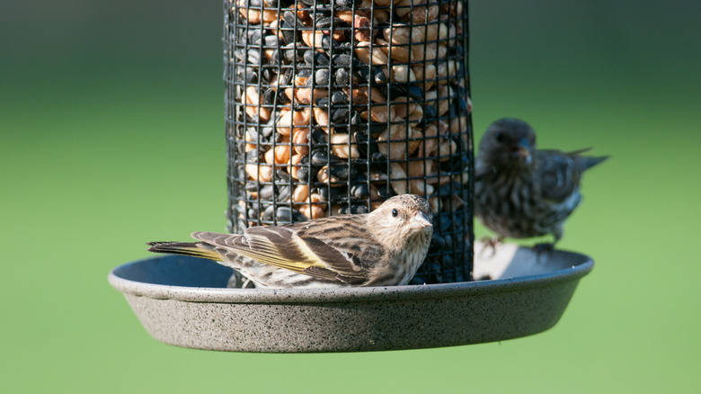 Two small birds perched on a bird feeder