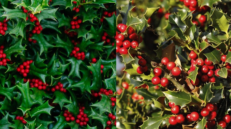 Side by side closeup comparison of American holly (left) and English holly (right)