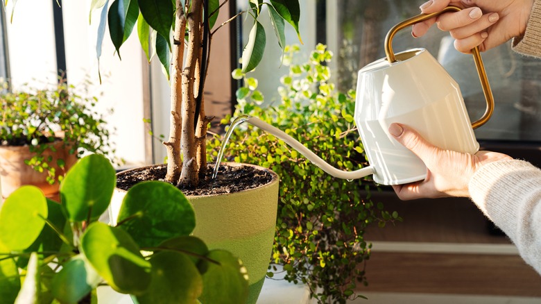 woman watering a houseplant