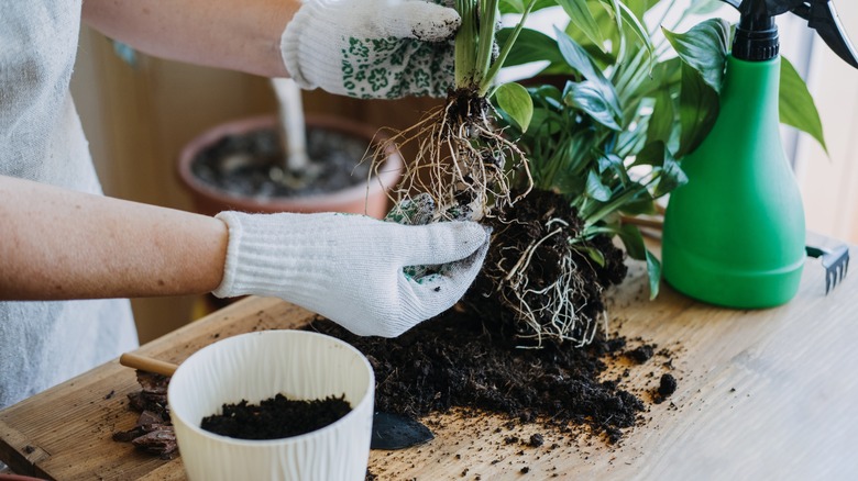 person repotting plants