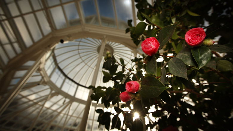 Middlemist's Red camellia at the Chiswick House Gardens