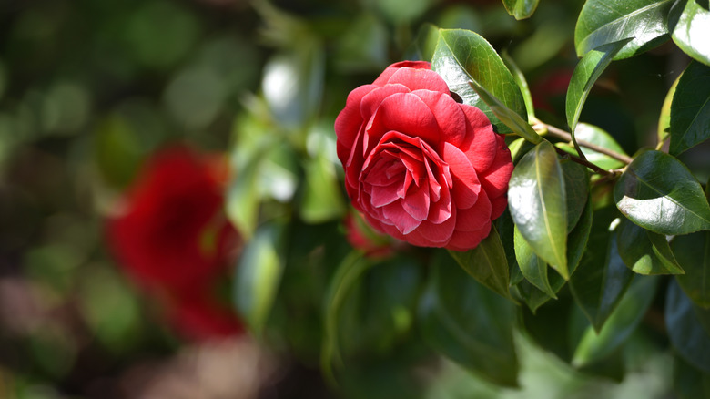 Middlemist's Red camellia growing in a garden