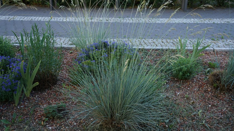 blue oat grass in landscape