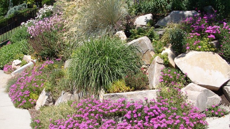 landscape with rocks, flowers, and grasses