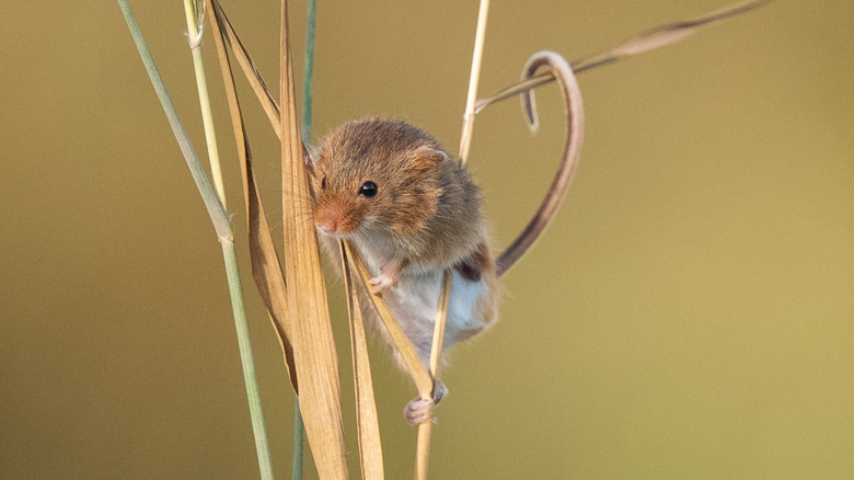mouse on tall grass stalks