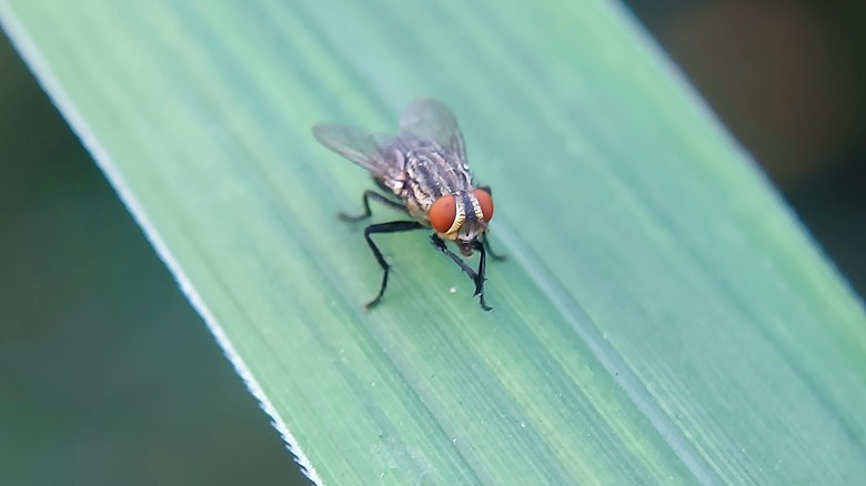 Fly on leaf