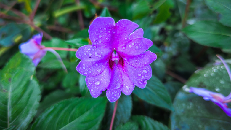 vibrant purple busy lizzies and green leaves