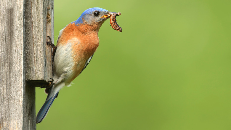 A bluebird with a caterpillar in its mouth