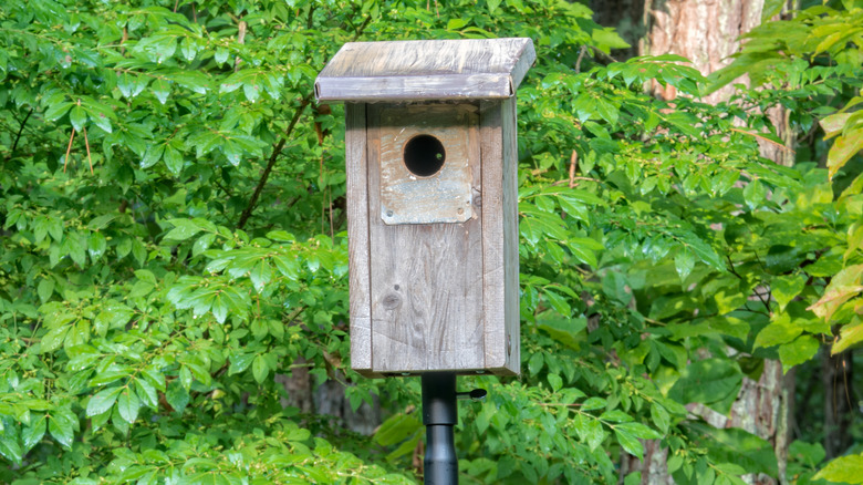 A nesting box on a black pole in a yard