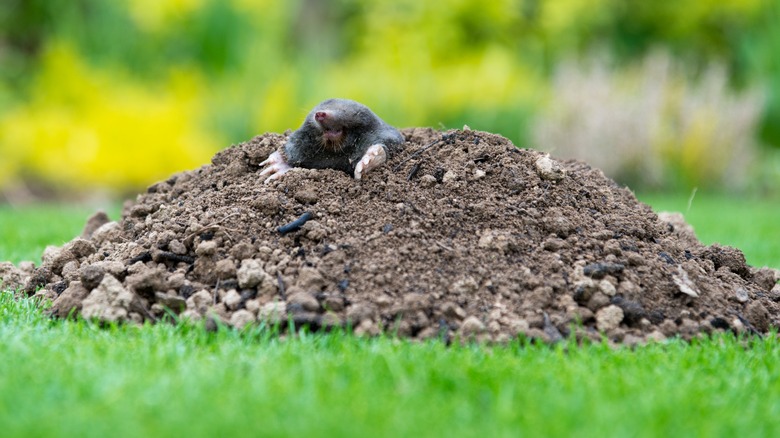 mole emerging from mound of dirt in yard