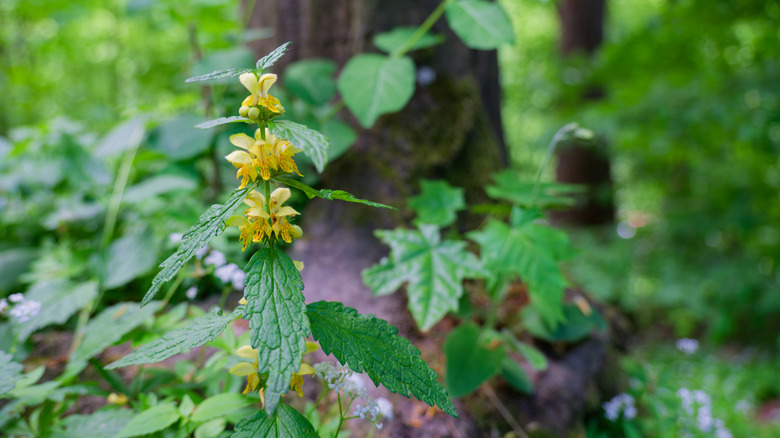 Yellow archangel flowers on green stalk with green leaves in a forest setting