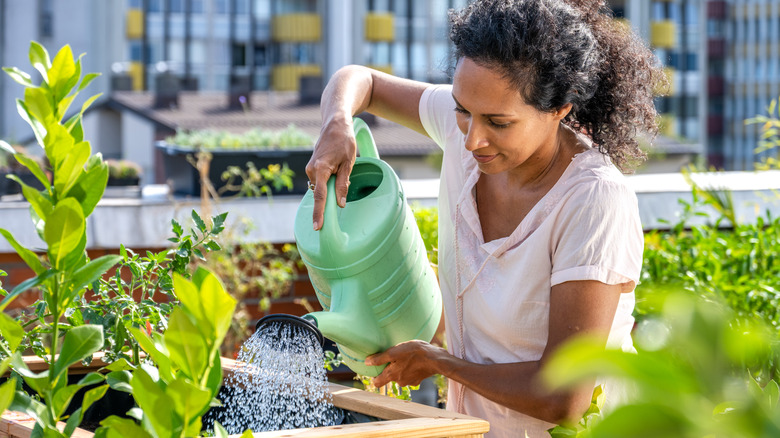 Woman waters raised garden bed