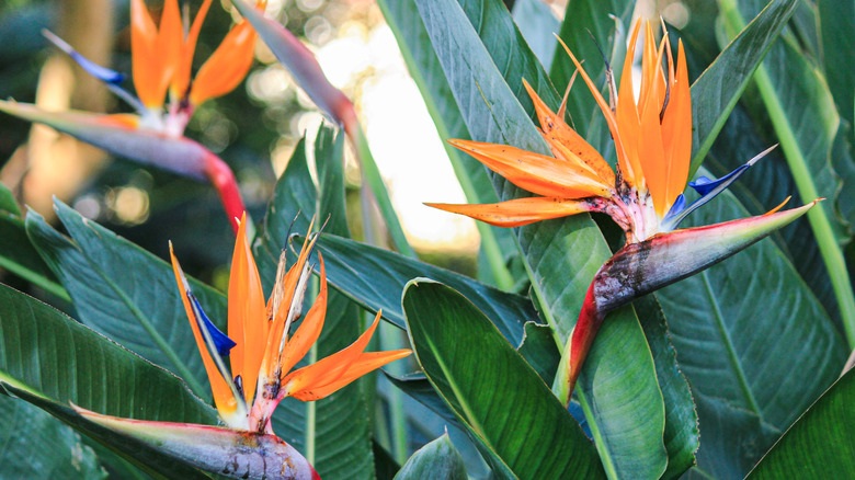 bird of paradise flowers