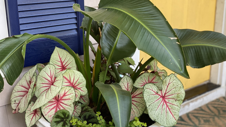 bird of paradise container