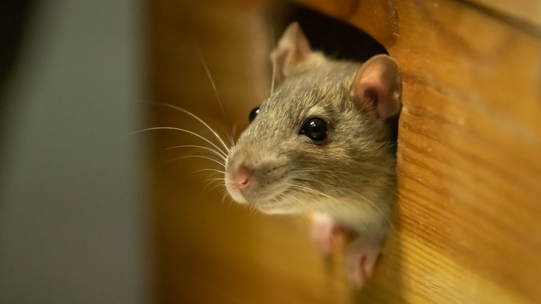 Mouse peeking from wall hole