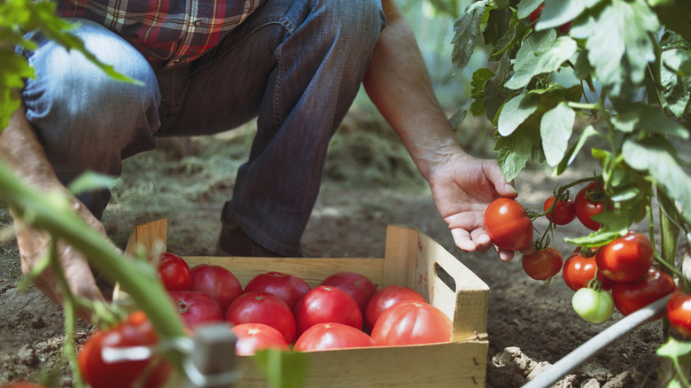 person picking large ripe tomatoes 
