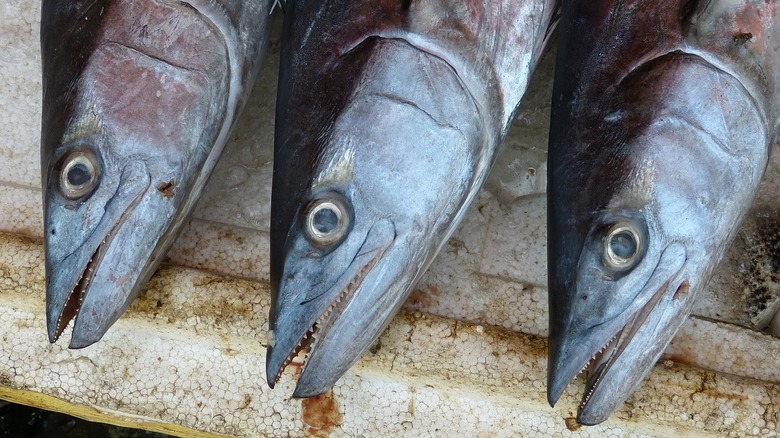 Fish heads ready to be buried