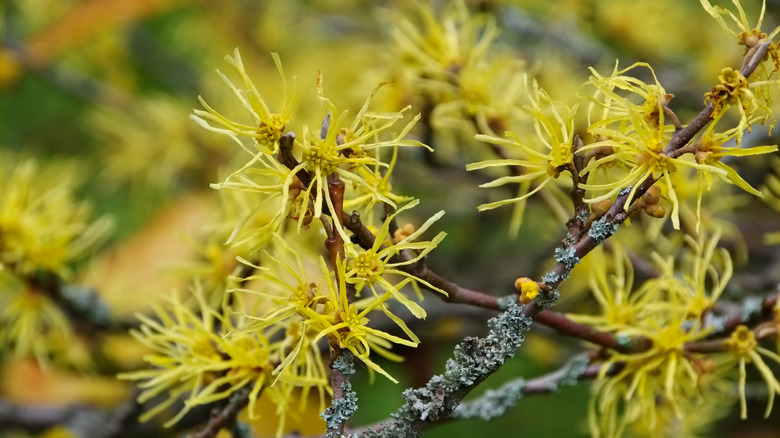 yellow witch hazel flowers
