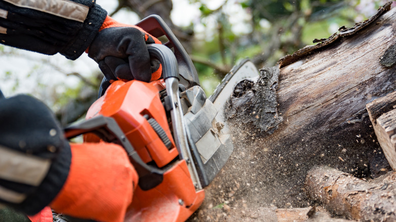 Gloved hands hold a chainsaw while it cuts through a tree trunk.