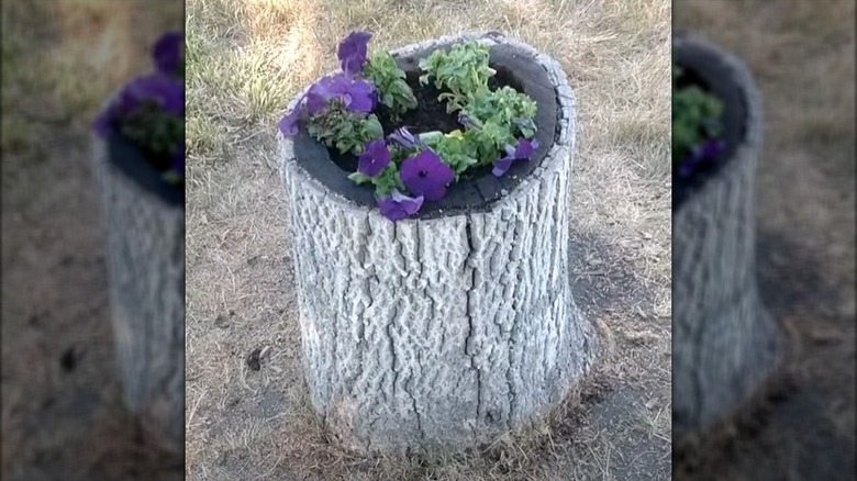 Purple petunias grow in a bark-coated wood stump.