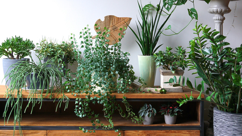 trailing plants