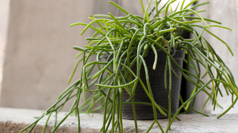 A potted Rhipsalis cactus spills over a rough concrete ledge inside a home.
