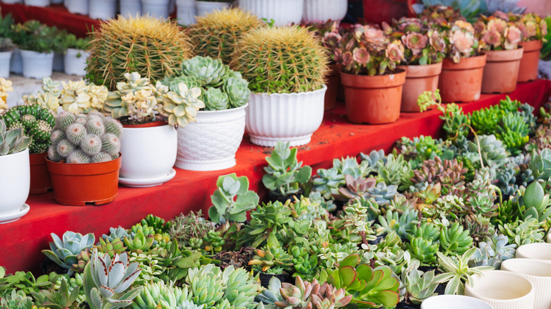 Various potted succulents and cacti on sale in a plant nursery.