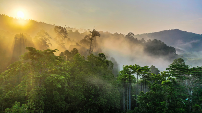 Rainforest in Borneo