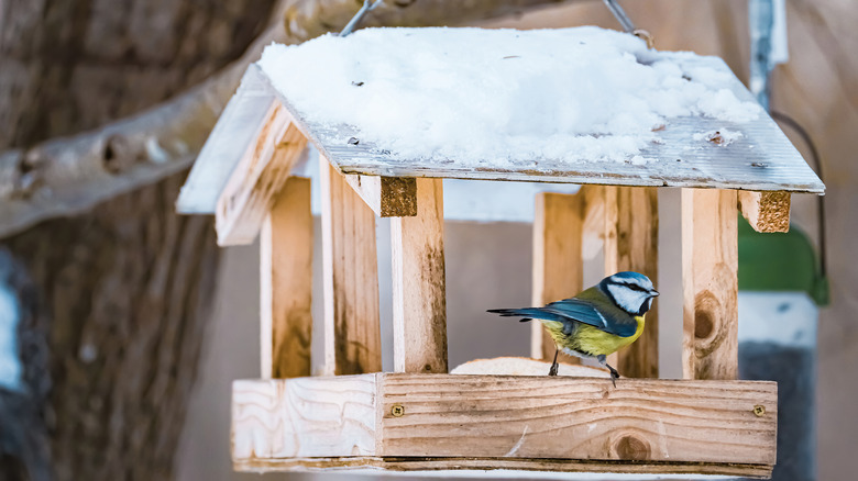 one bird at a feeder