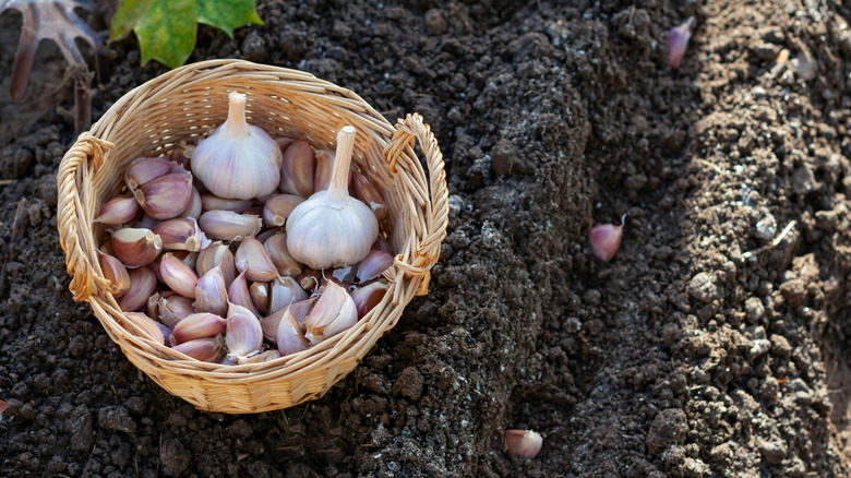 A basket of garlic cloves sits in a garden, waiting to be planted in the dirt.