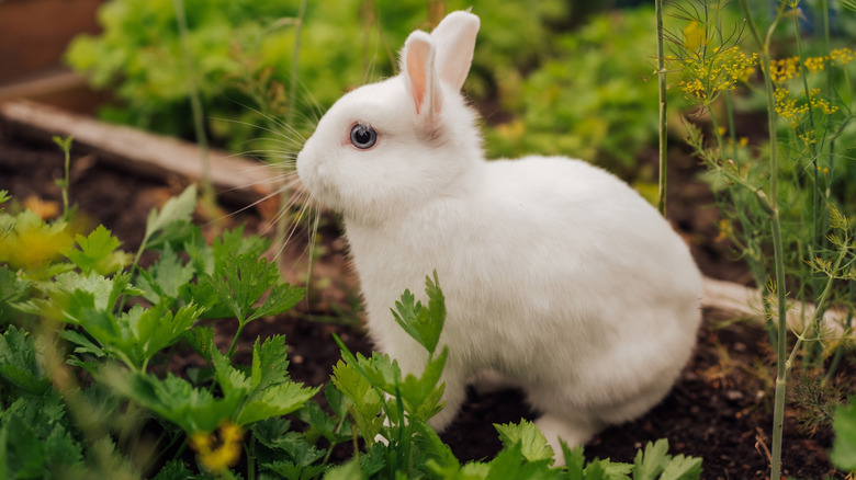 A small white rabbit sits in an herb garden.
