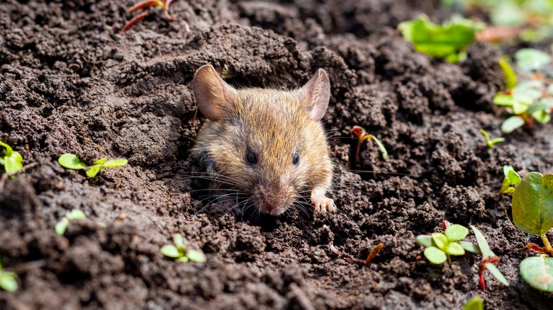 Mouse in soil in garden