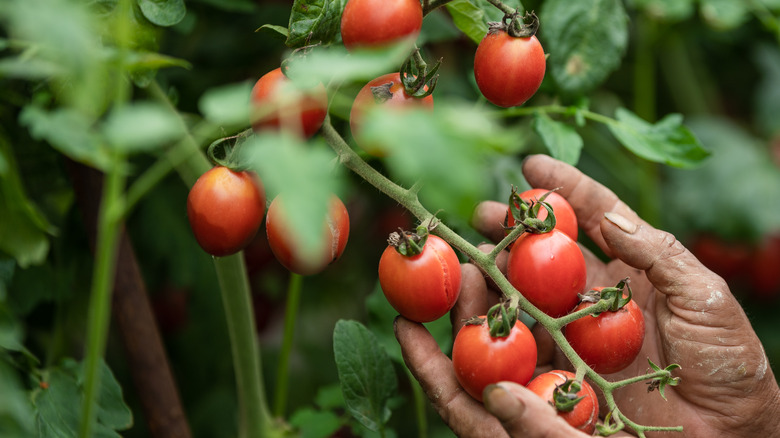 Hands holding tomatoes still growing on the plant.
