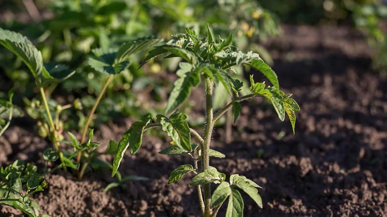 Young green tomato plants with no tomatoes growing in a garden.