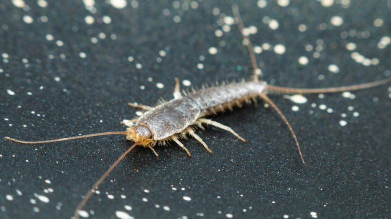 A common household silverfish