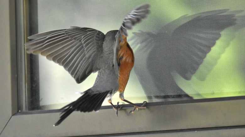 bird attacks his window reflection
