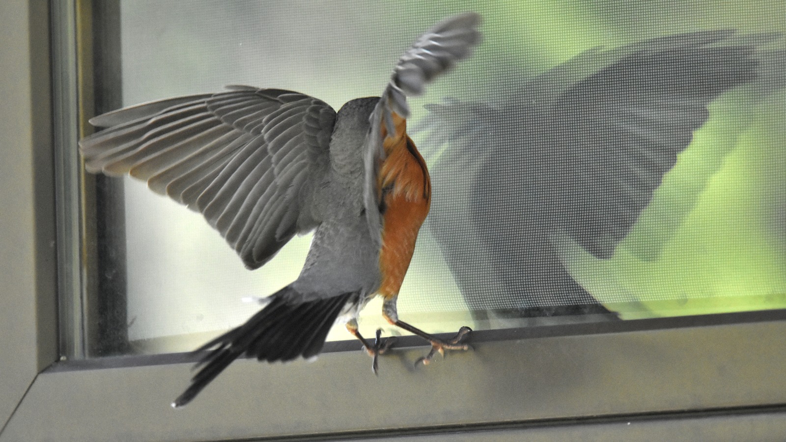 This Clever Marker Hack May Be The Key To Keeping Birds From Flying