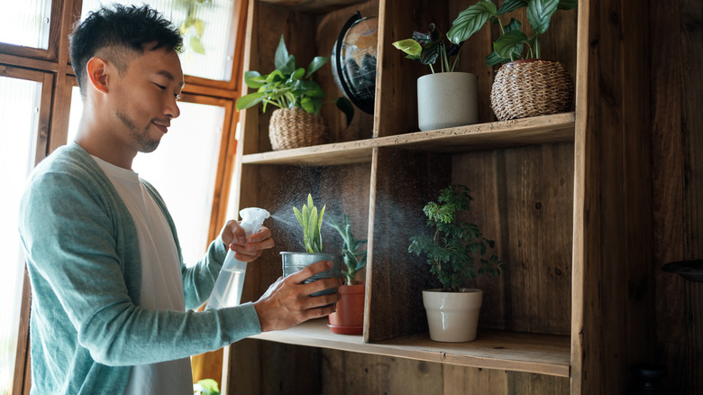 Smiling man spraying small houseplant
