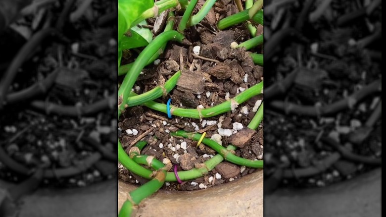 Paper clipped plant stem