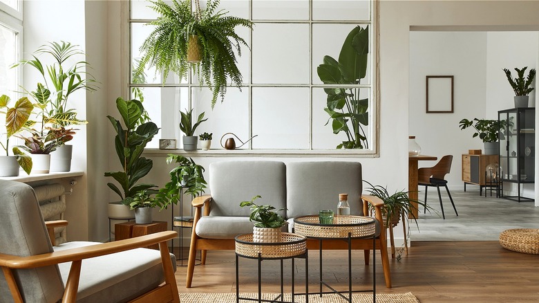 Living room with many plants