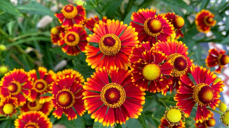 Bright red helenium flowers