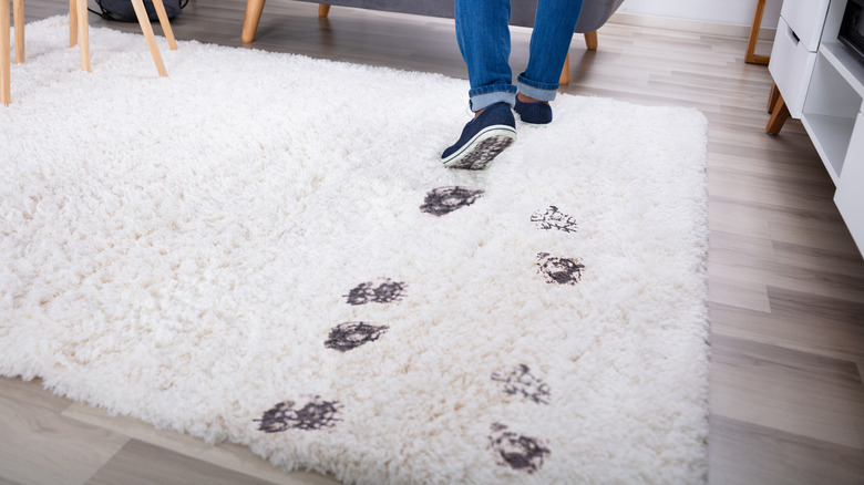 Muddy footprints on white carpet