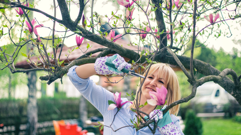 Woman pruning magnolia tree