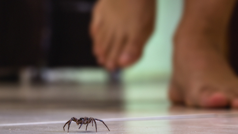 Spider on floor