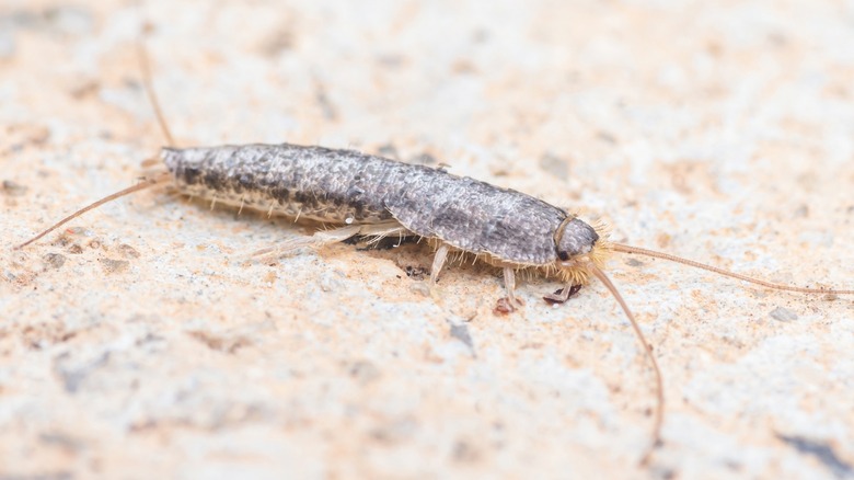 A silverfish crawling on ground 