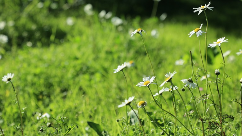 Backyard with ox-eye daisies 