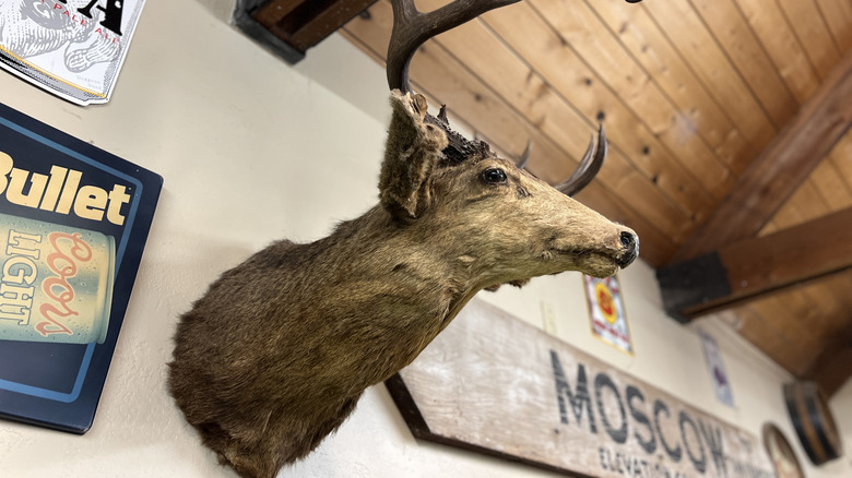 A taxidermy deer head mounted on a wall surrounded by metal signs.