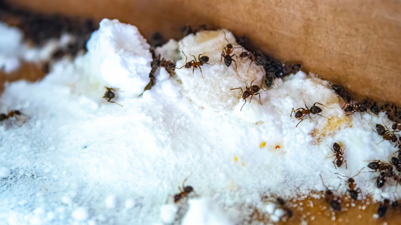 Ants swarming a pile of a sugary mixture